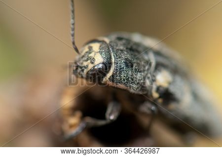Jewel Beetle Buprestis Bertheloti In The Integral Natural Reserve Of Inagua.
