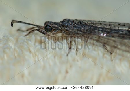Antlion On A Carpet, Cruz De Pajonales.