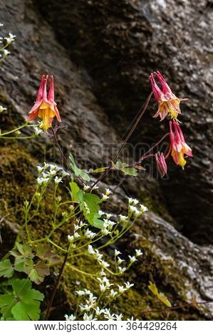 Wildflowers In The Blue Ridge Growing In Woodland