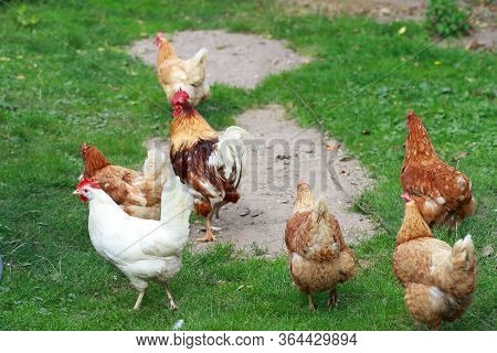 Rooster walks with hens in the garden