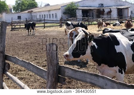 Cows Dairy Farm Outdoors. Black And White Cow Close Up