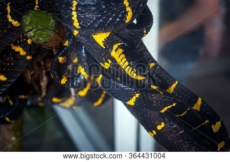 Black And Yellow Snake Mangrove Boiga, Thailand.