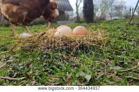 Red Chicken Eggs In A Straw Nest In The Countryside