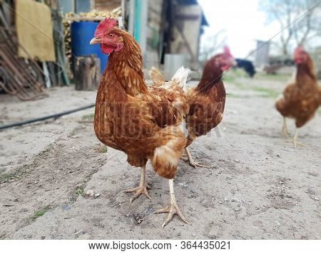 Curious Young Hen Walking In The Countryside