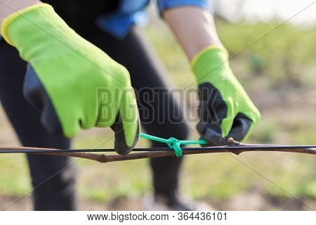 Hands Of Gardener Tying Vine With Tape To The Support, Closeup, First Spring Work In Vineyard