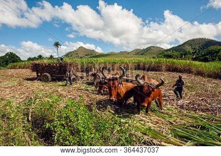 Sugarcane Harvest In The Dominican Republic. The Haitian Driver Drives A Stick With A Stimulus, A Ca