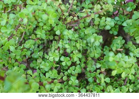 Green Floral Background, Closeup Texture. Decorative Bush Succulent Portulacaria Afra For Landscapin