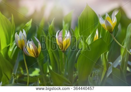 Miniature Perennial Tulips Grow Among The Leaves Of The Lily Of The Valley. Soft Selective Focus