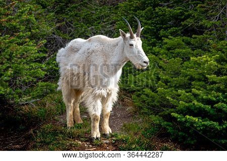 2387_mountain Goat Encountered Along The Hidden Lake Trail - Logan Pass - Glacier National Park