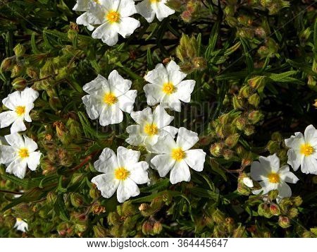 Beautiful Bush Of White Flowers Cistus Or Rock Rose. White Flowers  Cistus Almost Papery In Appearan