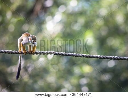 Common Squirrel Monkey (Saimiri sciureus; shallow DOF)