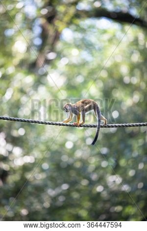 Common Squirrel Monkey (Saimiri sciureus; shallow DOF)