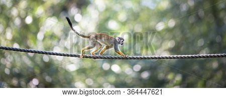 Common Squirrel Monkey (Saimiri sciureus; shallow DOF)