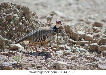Female Red-legged Partridges Alectoris Rufa And Chick In The Background.