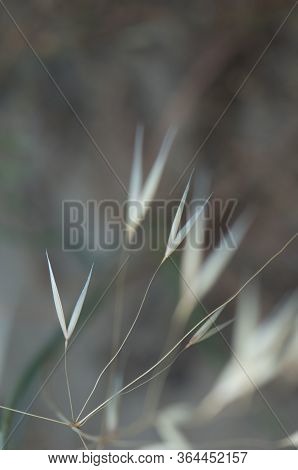 Slender Wild Oat Avena Barbata, El Juncal Ravine.
