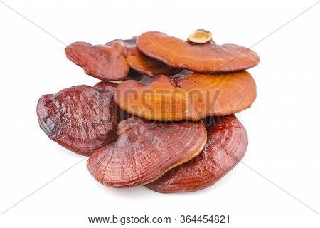 Ganoderma Lucidum Mushroom An Isolated On White Background
