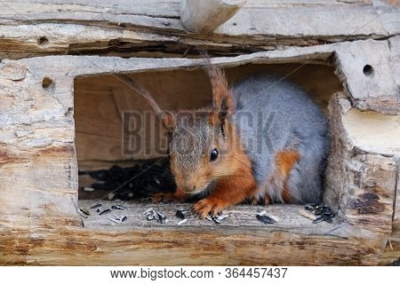 A Hungry Young Squirrel In The Feeder Eating Seeds Close Up