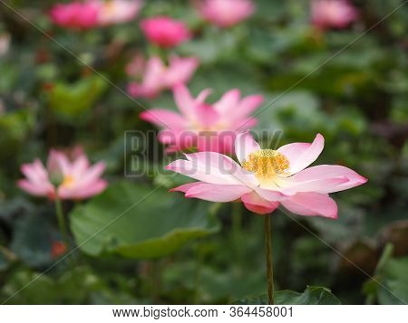 Water Lily Plantae, Sacred Lotus, Bean Of India, Nelumbo, Nelumbonaceae Name Flower In Pond Large Fl