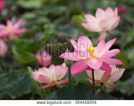 Water Lily Plantae, Sacred Lotus, Bean Of India, Nelumbo, Nelumbonaceae Name Flower In Pond Large Fl