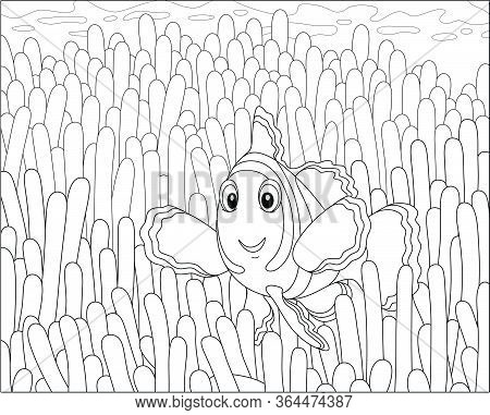 Funny Striped Anemonefish Swimming Among Poisonous Stings Of An Anemone On A Coral Reef In A Tropica