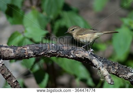 Canary Islands Chiffchaff Phylloscopus Canariensis On A Branch.