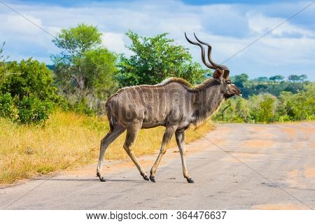 Antelope Kudu - African species of antelope from the subfamily of bulls. Kudu crosses the road in the park. South Africa. The Kruger Park. The concept of ecological and photo tourism