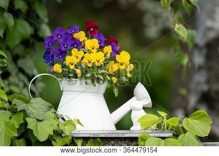 Closeup Of Garden Pansies (viola Wittrockiana) In A White Flower Pot, White Watering Can