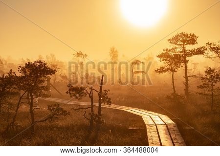 Misty Sunrise In The Swamps Above The Forest