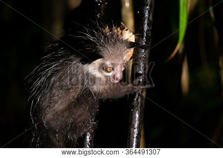 One Rare Aye-aye Lemur When It Rains