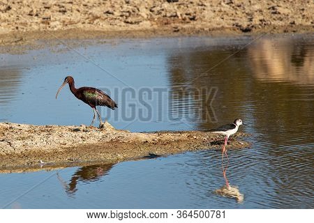 Glossy Ibis And Black-winged Stilt. Birds In Their Natural Environment.