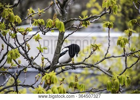 A Magpie Sits On Top Of A Chestnut Tree That Will Bloom Soon. A Stunning View Of The Verdant Chestnu