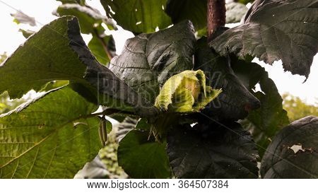Hazelnut Tree With Fruits, Known As Cobnut Or Filbert Nut.
