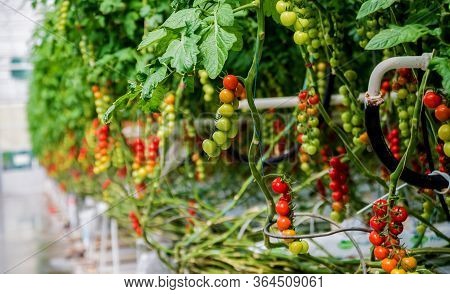 Modern Greenhouse With Tomato Plants. Beautiful Background