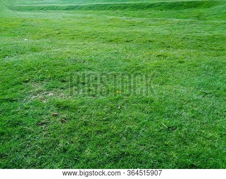 Close-up Of Green Grass Background Greenery In Nature