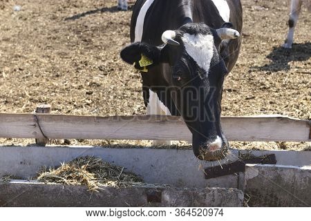 Cows Dairy Farm Outdoors. Black And White Cow Eating Grass. Livestock Concept