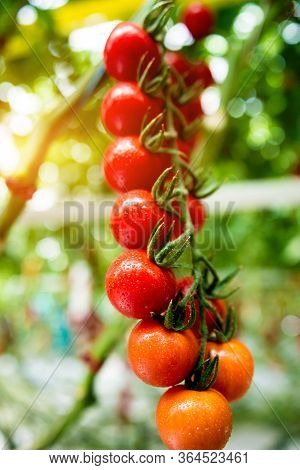 Beautiful Red Ripe Tomatoes Grown In A Greenhouse.