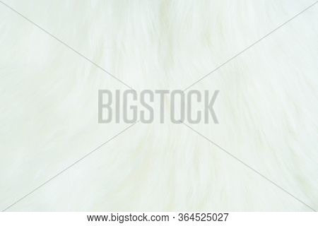 Sheepskin, Lambskin White Background The Hide Of Sheep Or Lamb Skin Rug With Soft Hair Texture On Le