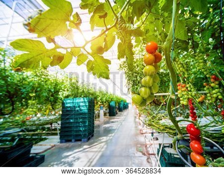 Beautiful Red Ripe Tomatoes Grown In A Greenhouse.