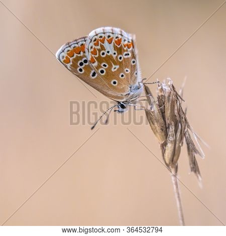 Brown Argus (aricia Agestis) Butterfly Perched On Plant Against Light Background