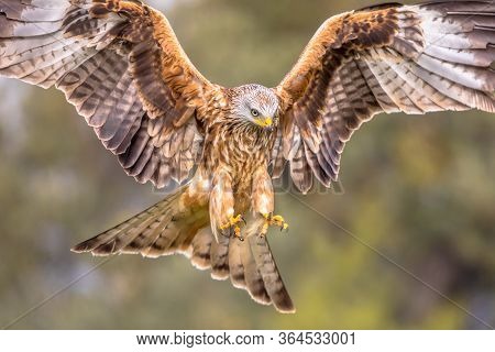 Red Kite (milvus Milvus) Flying In Spanish Pyrenees, Vilagrassa, Catalonia, Spain. April. It Is Resi