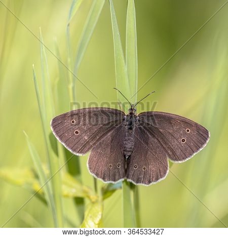 Ringlet Butterfly (aphantopus Hyperantus) Resting On Grass With Bright Green Background