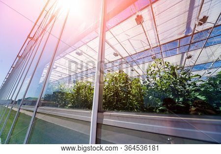 Modern Glass Greenhouses Against The Blue Sky.