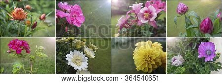 Large Horizontal Banner,collage Of 8 Beautiful Colorful Spring And Summer Flowers With Buds For Gard
