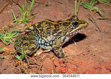 A Cape river frog (Amietia fuscigula) sitting in natural habitat, South Africa