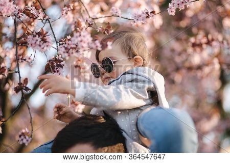 Adorable Little Daughter Sitting On Dads Neck And Smels Pink Flowers From Flowering Tree. Happy Fami