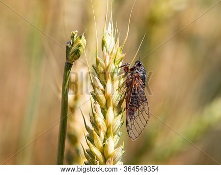 New Forest Cicada Female ( Cicadetta Montana) On Wheat In Natural Habitat