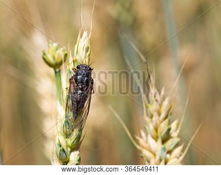 New Forest Cicada Female ( Cicadetta Montana) On Wheat In Natural Habitat