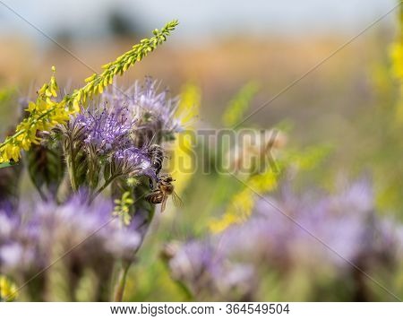 Honey Bee Collecting Pollen And Honey From Lacy Phacelia (phacelia Tanacetifolia) Blue Flowers