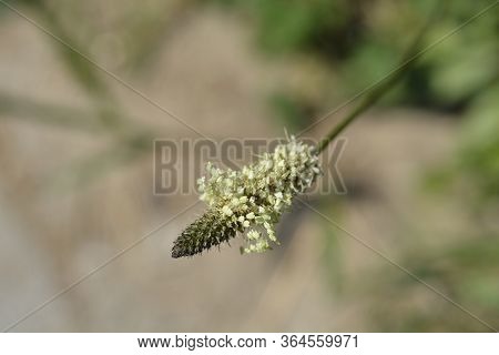 Ribwort Plantain - Latin Name - Plantago Lanceolata