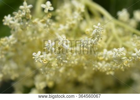Black Elder Flower - Latin Name - Sambucus Nigraa